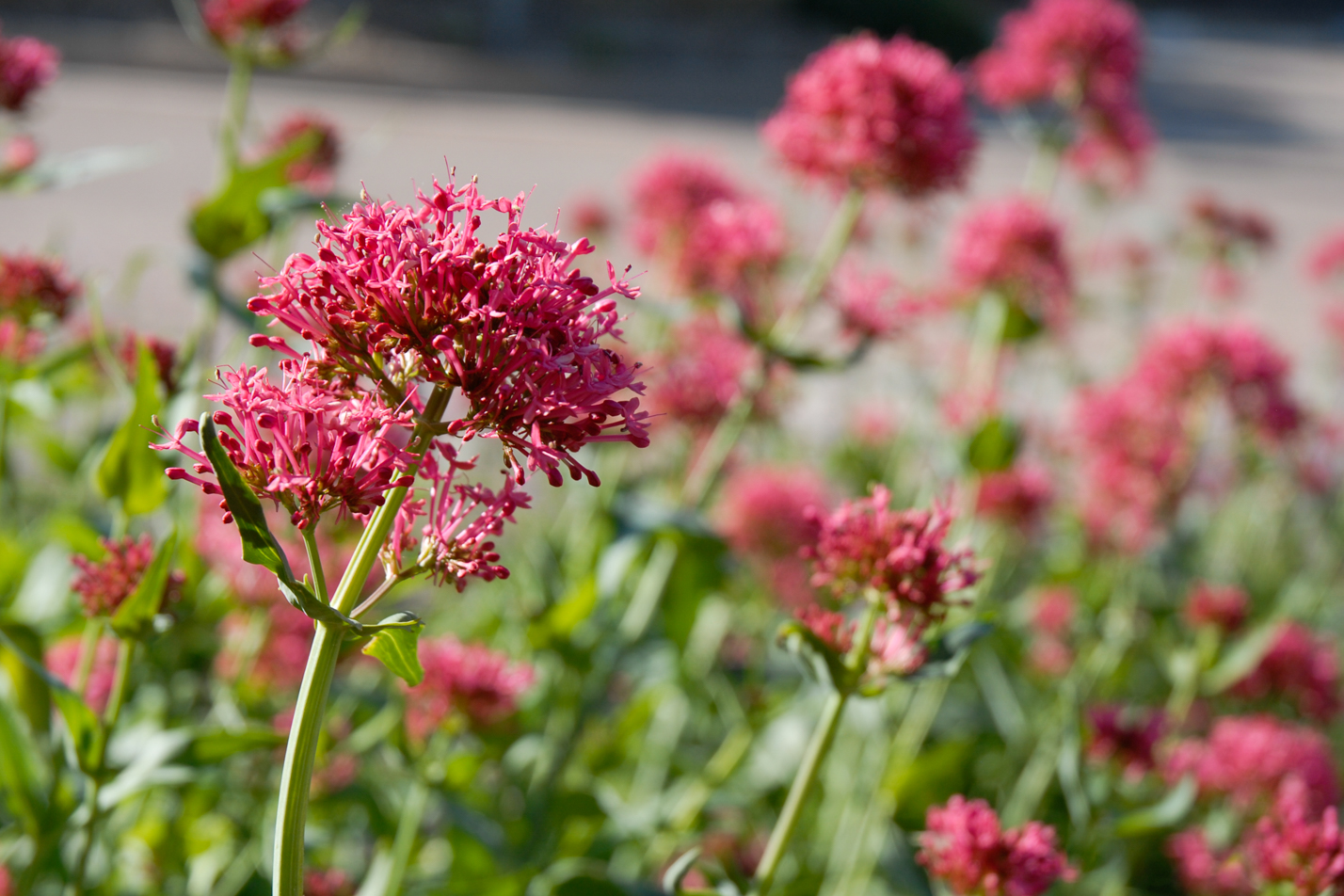 Red Valerian